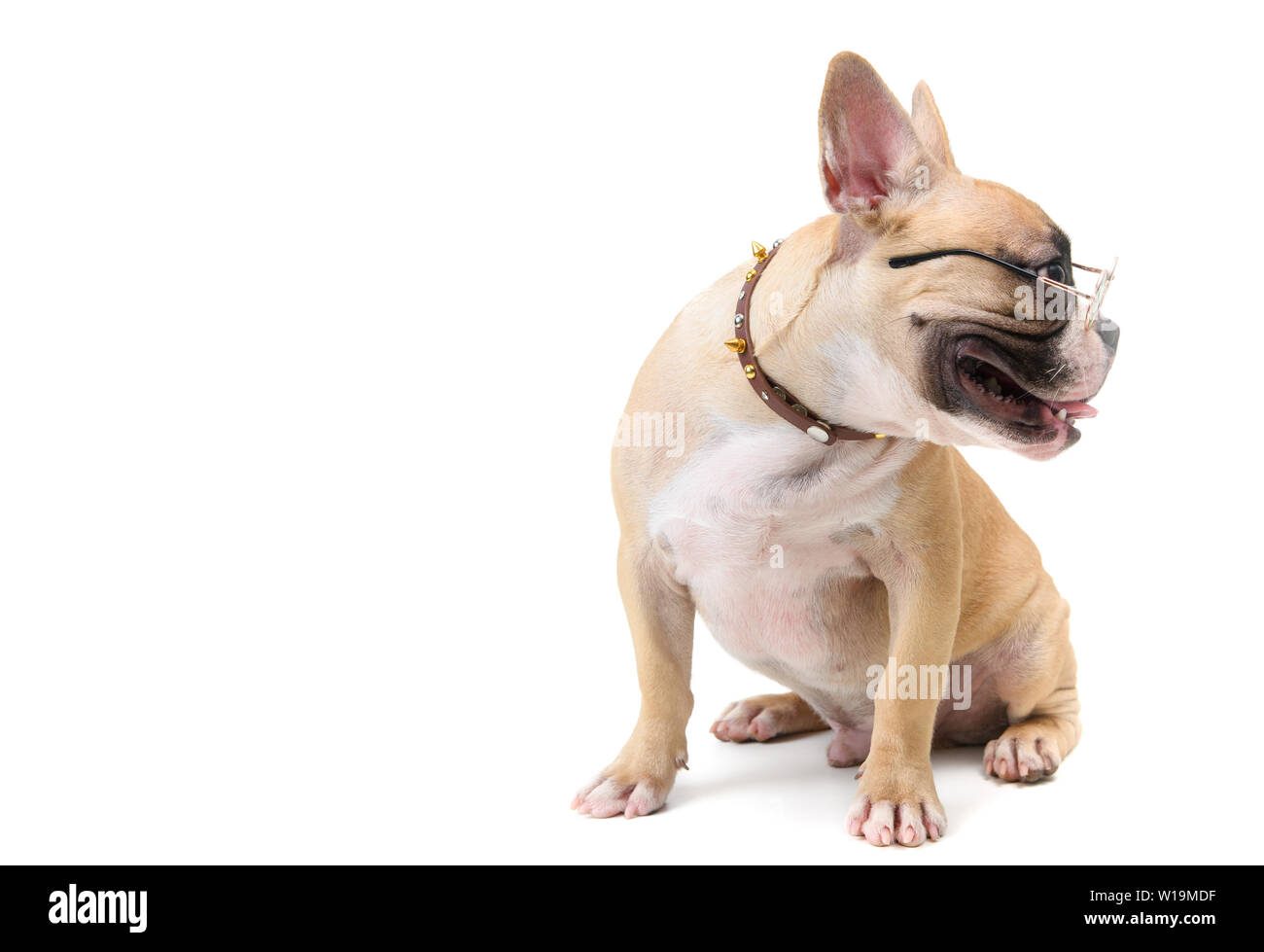 Bored Bulldog High Resolution Stock Photography And Images Alamy