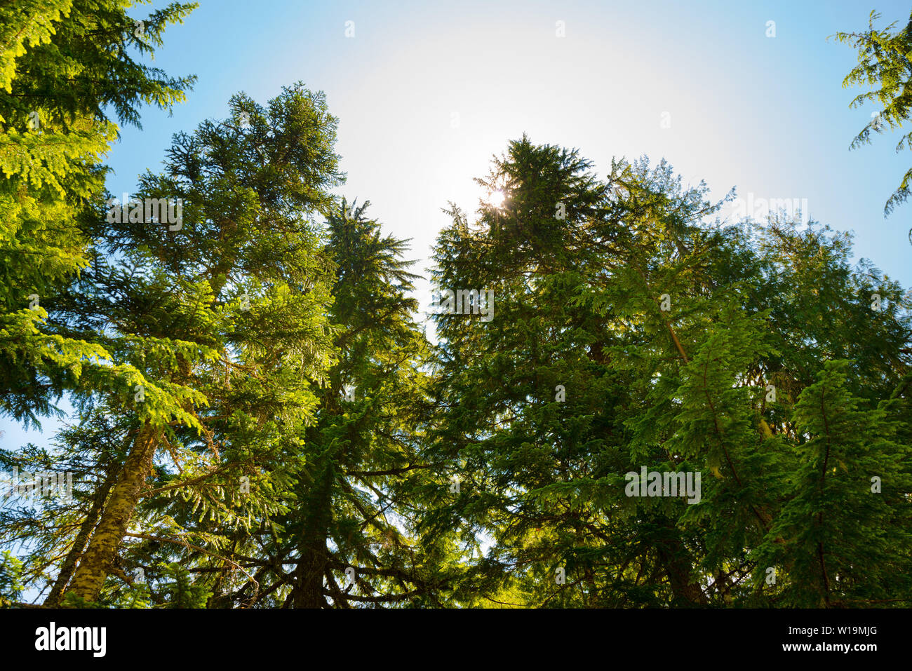 Forest at Mount Rainier National Park, Washington State, USA Stock Photo