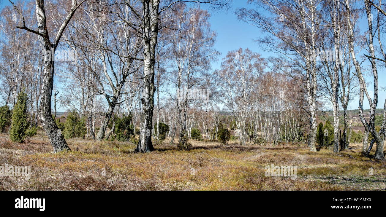 Birches in the Lüneburg Heath have a special magic and offer the hiker with his white trunks a dreamlike sight. Birches can grow up to 30 meters. Stock Photo