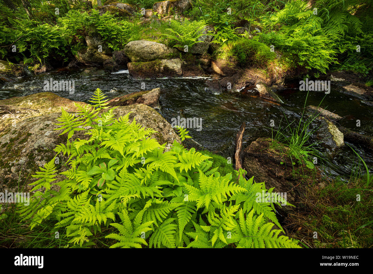 Still creek in summer forest hi-res stock photography and images - Alamy