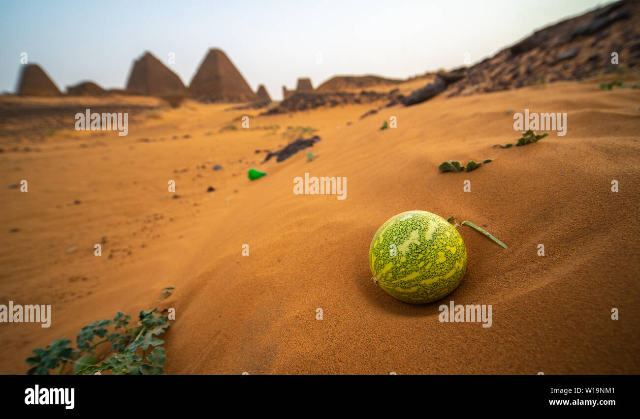 Desert melon in the sand in front of the ruins of the pyramids of Meroe, Sudan Stock Photo