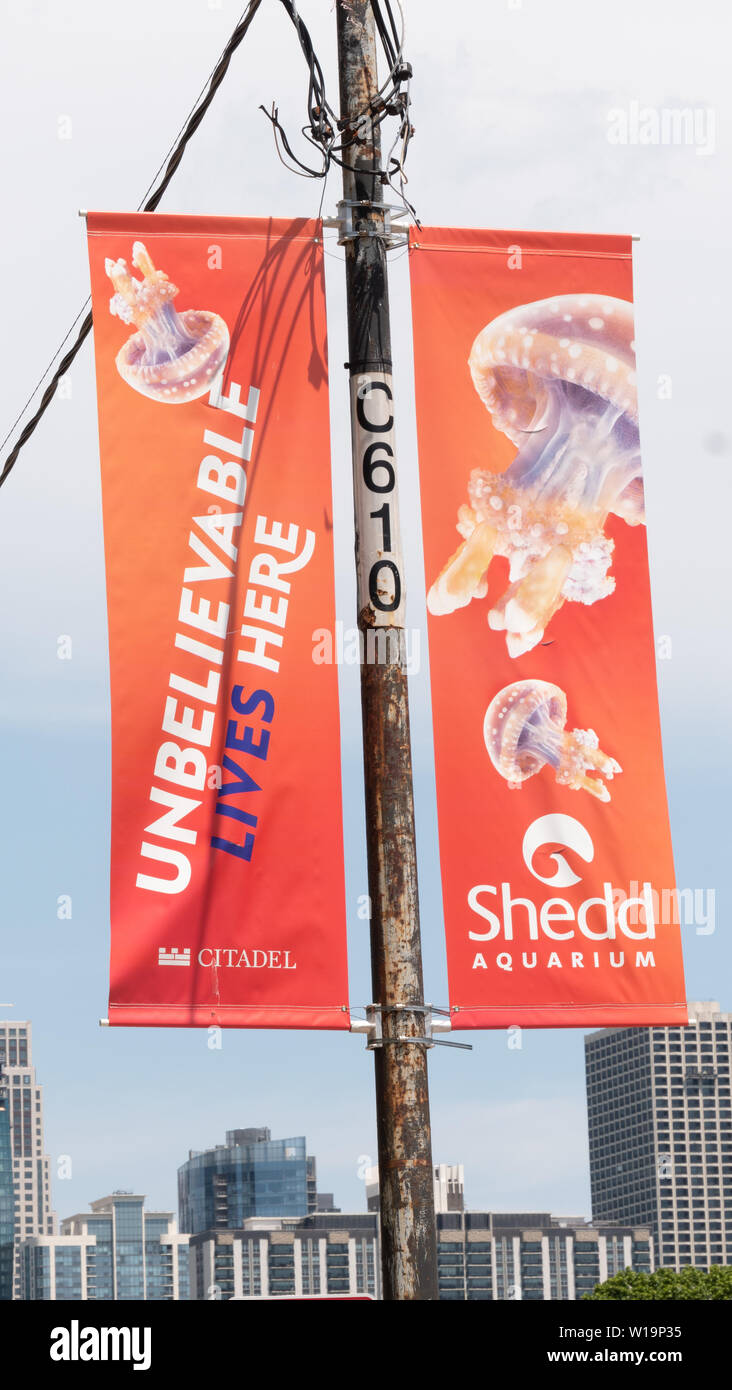 shedd aquarium 4k shedd aquarium 4k