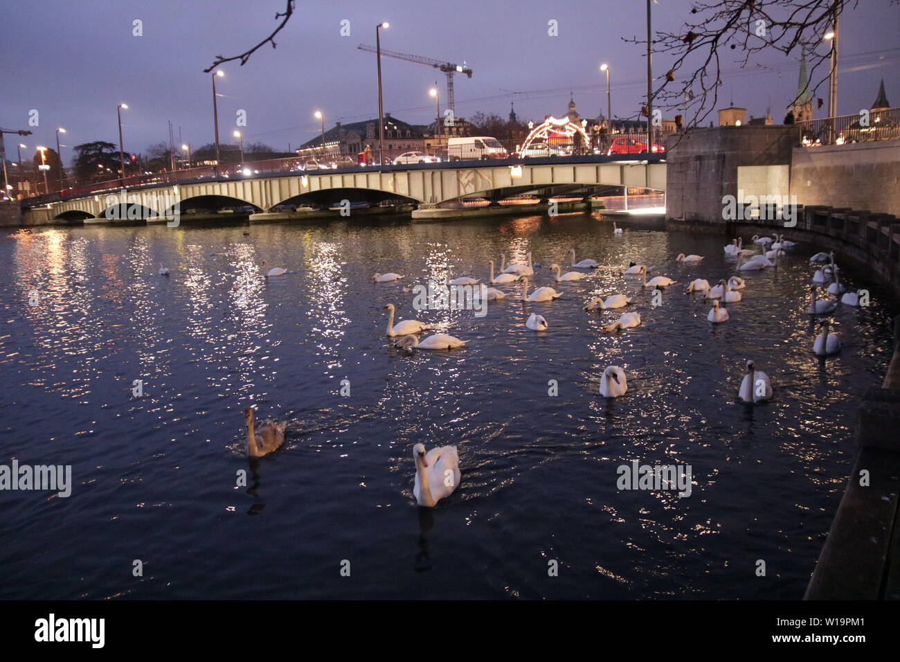 swans in Zurich at night Stock Photo