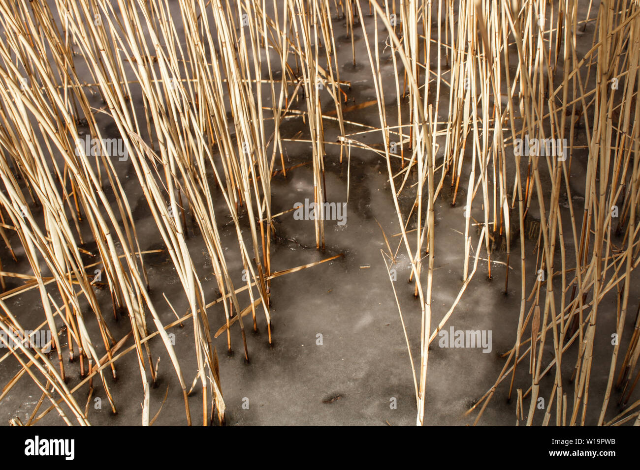 reeds in the ice Stock Photo