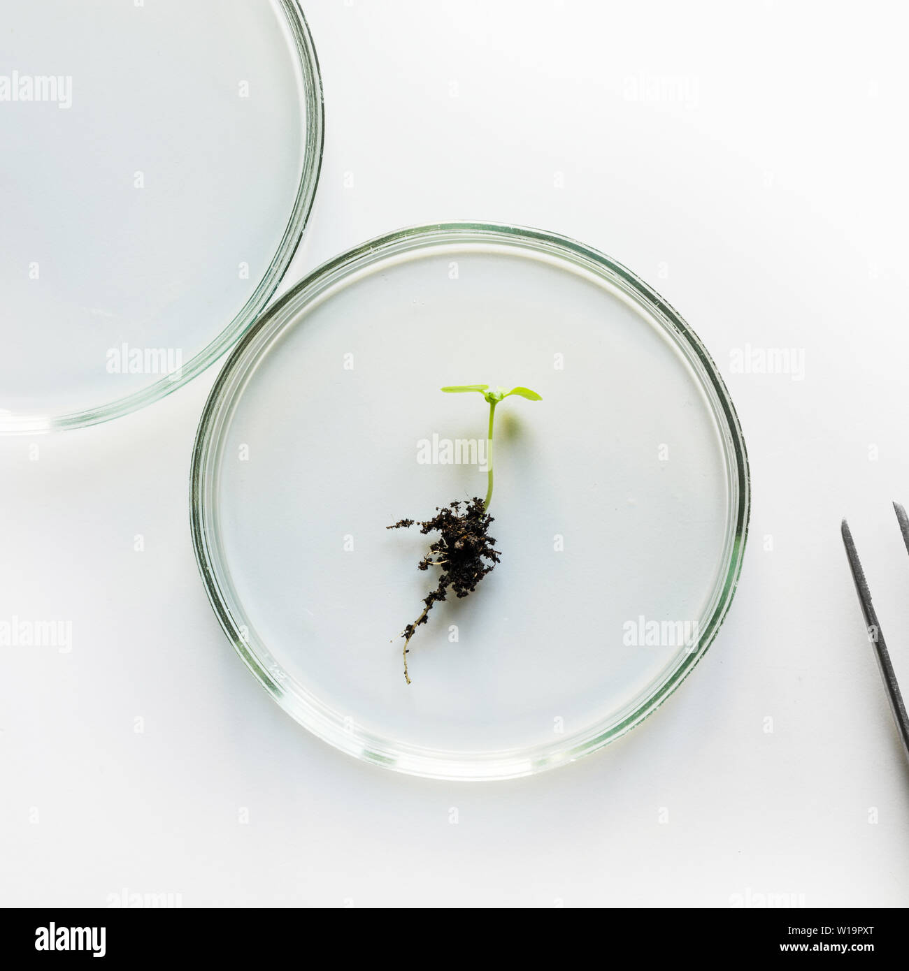 Petri dish and small sprout in laboratory on white. Chemical experiment ...
