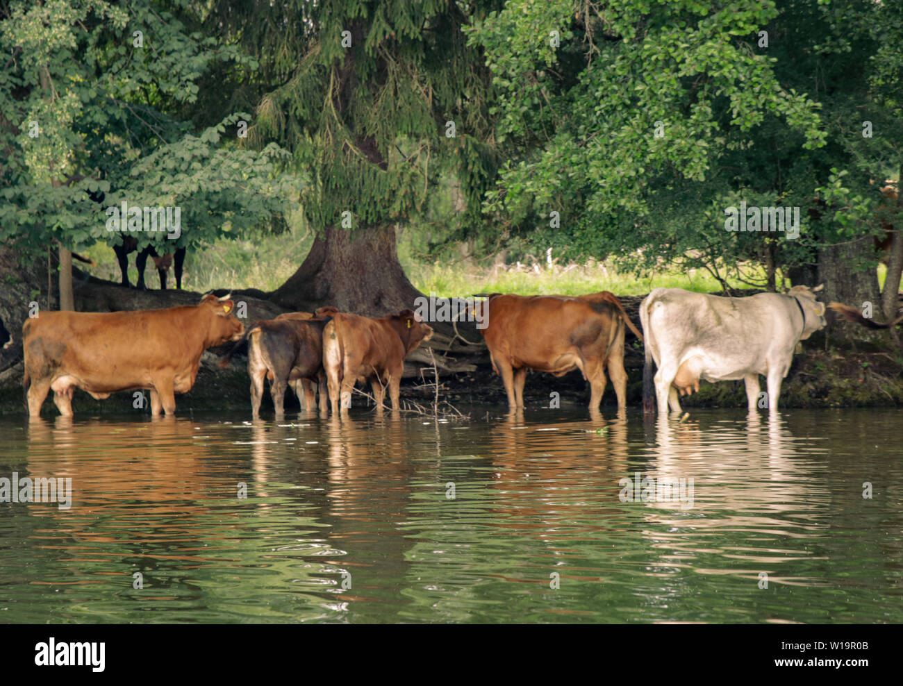 Cows cooling down in the lake Stock Photo