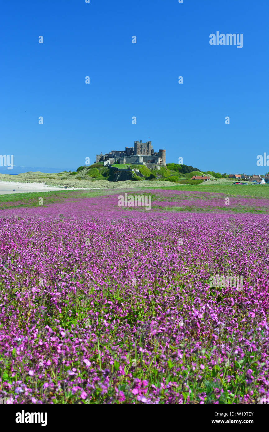 Bamburgh Castle with Red Campion Flowers Stock Photo