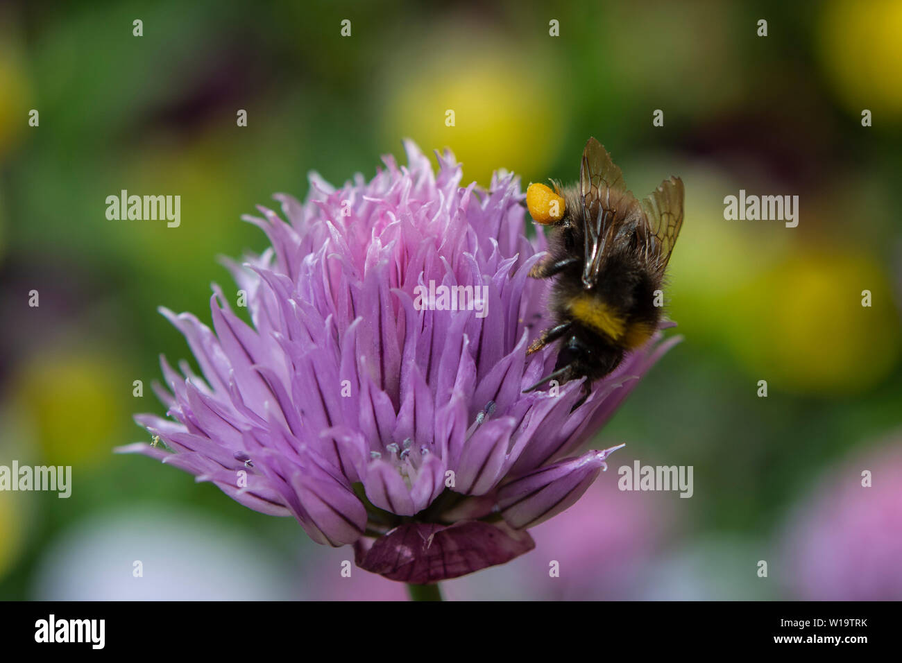 Chive plant hi-res stock photography and images - Alamy