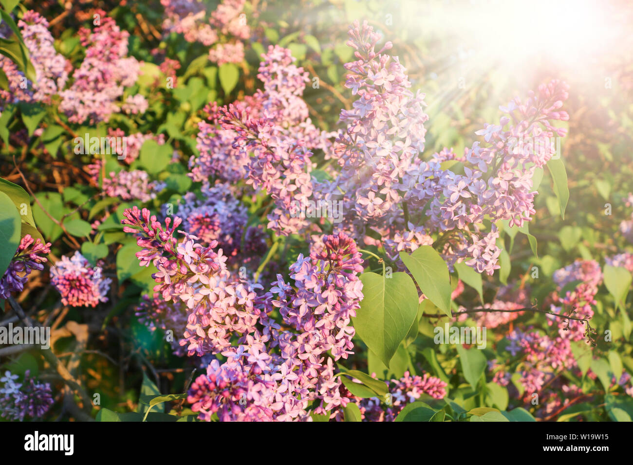 A Beautiful View of the Hillock with Blossoming Flowers in the