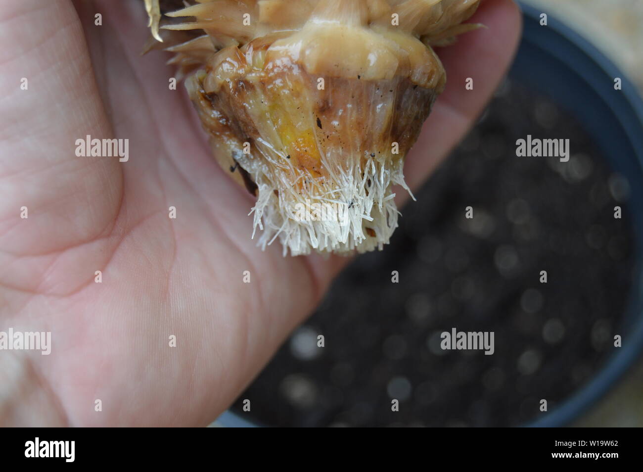 Pineapple plant roots Stock Photo Alamy