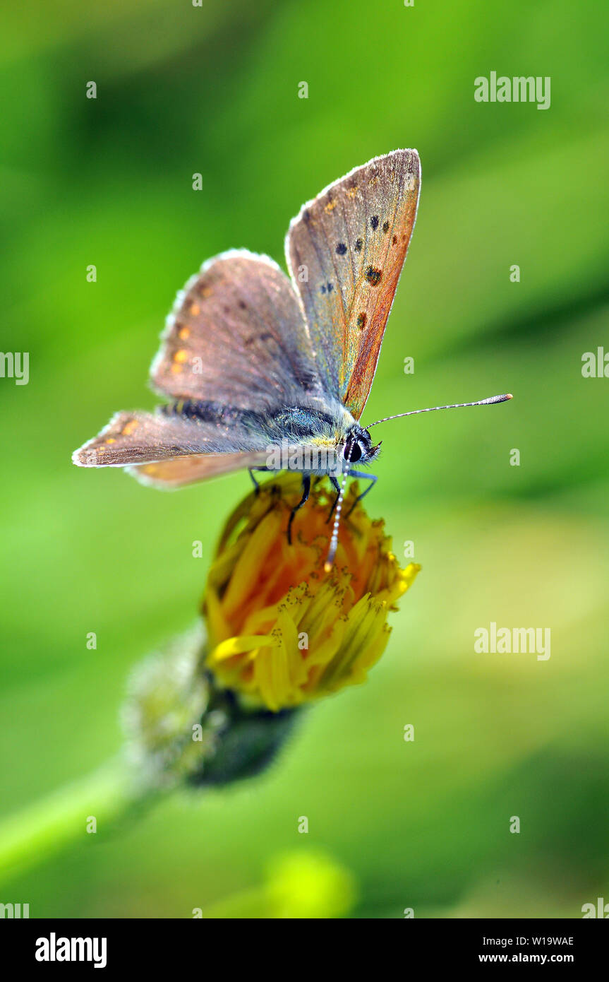 sooty copper, Brauner Feuerfalter, Lycaena tityrus, barna tűzlepke Stock Photo