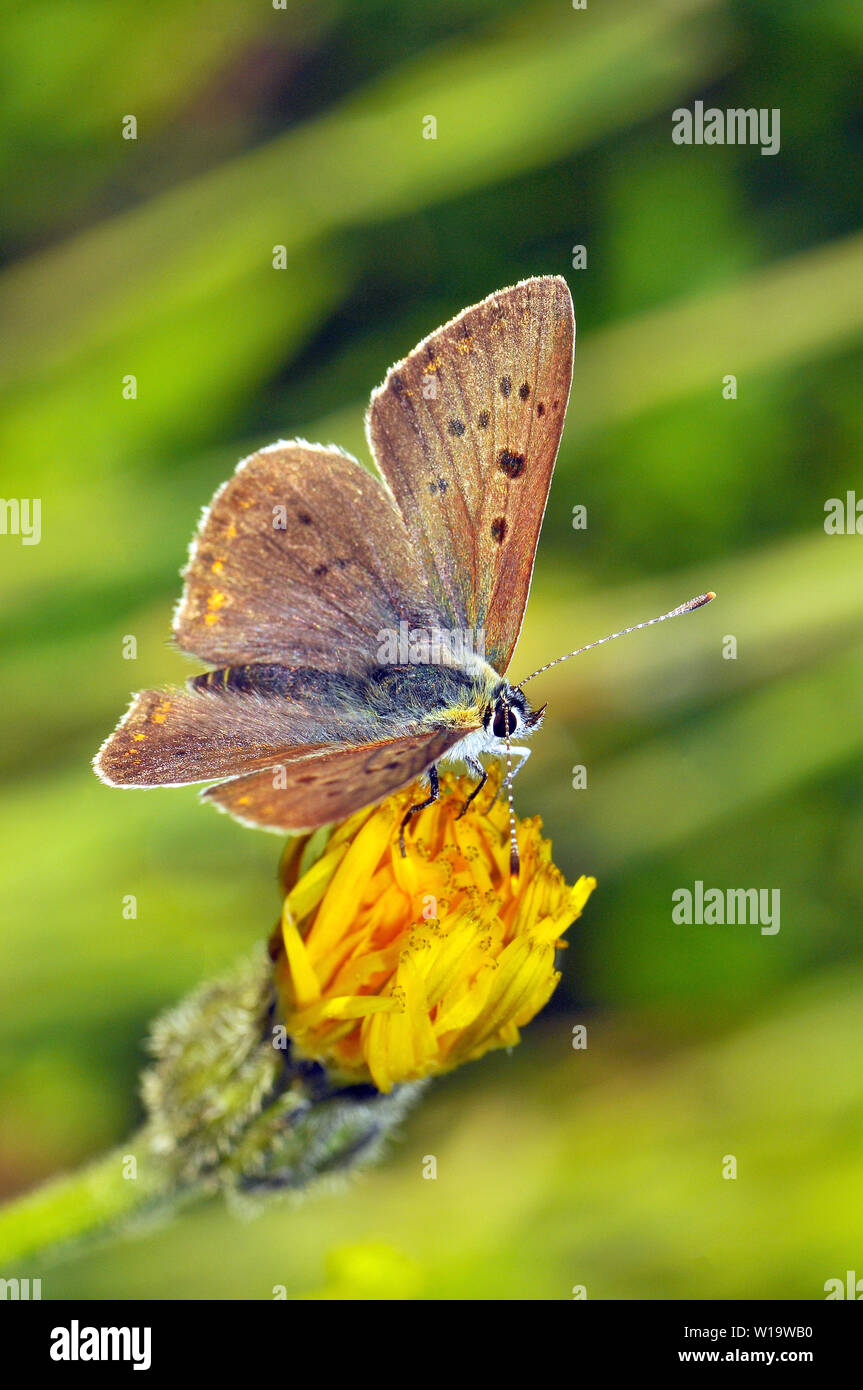 sooty copper, Brauner Feuerfalter, Lycaena tityrus, barna tűzlepke Stock Photo