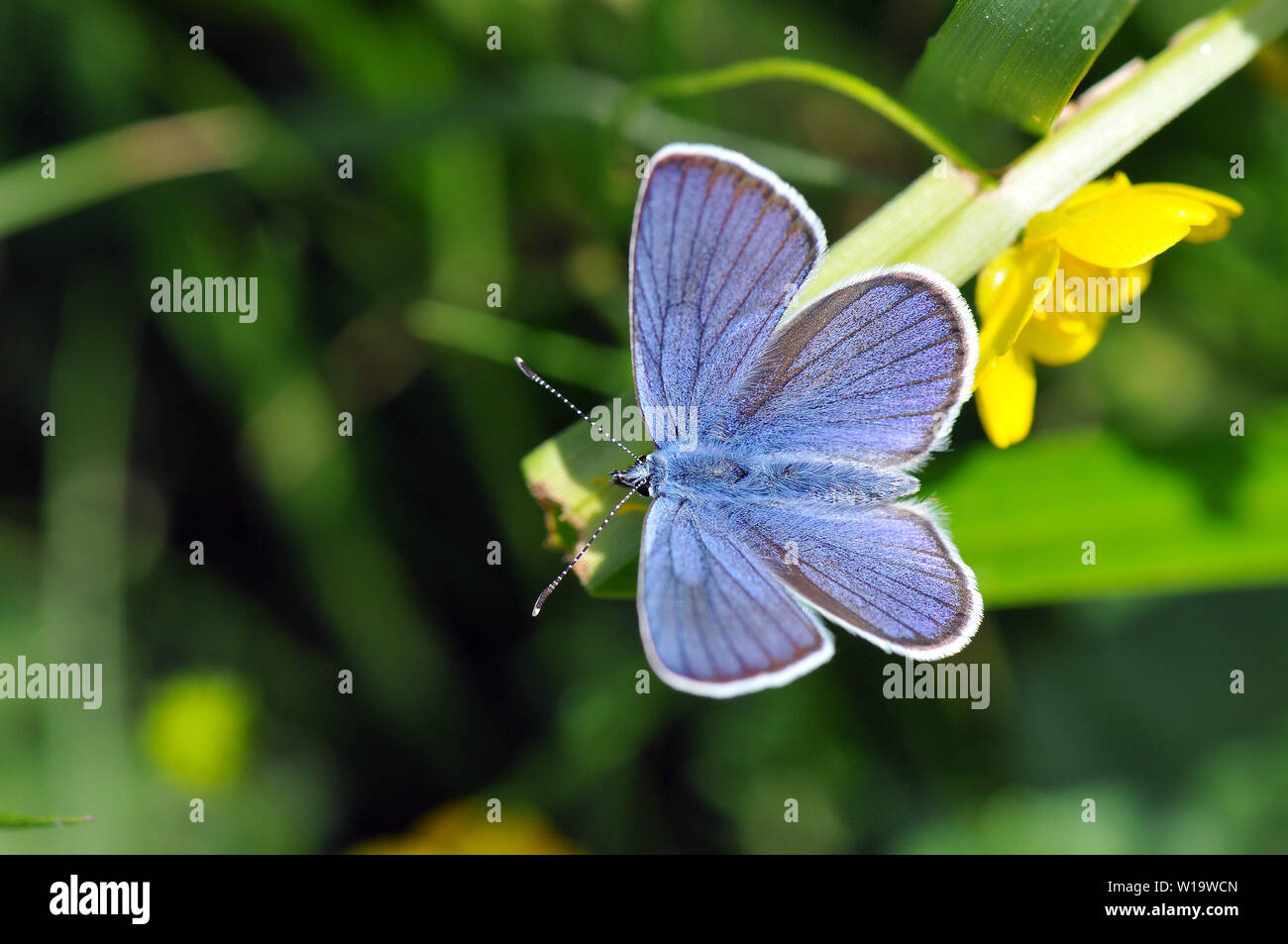 Mazarine blue, Rotklee-Bläuling, Polyommatus semiargus Stock Photo