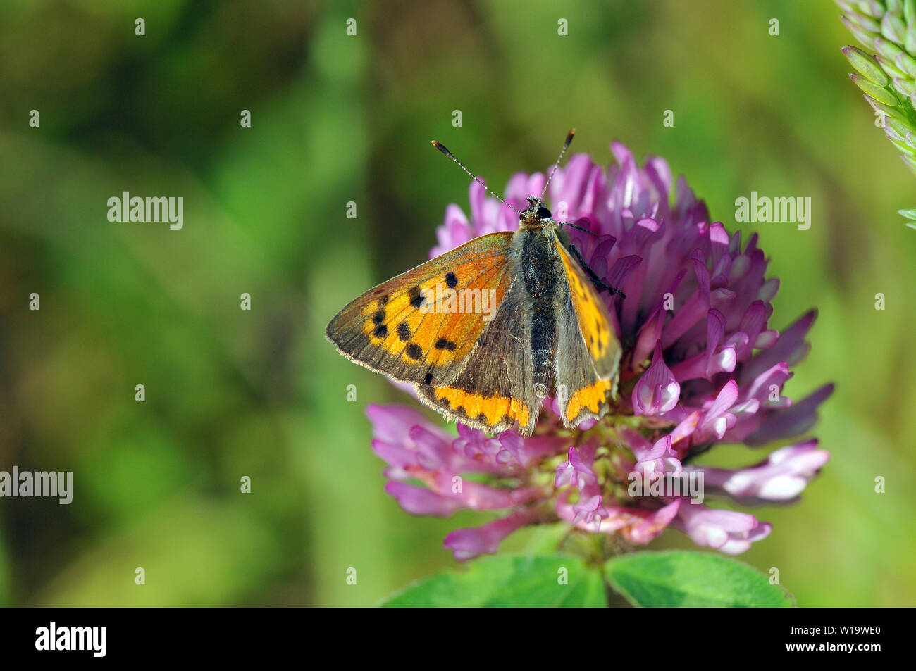 small copper, American copper, or common copper, Kleine Feuerfalter, Cuivré commun, Lycaena phlaeas, közönséges tűzlepke Stock Photo