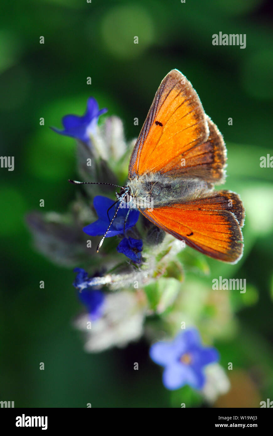 Lycaena candens, tűzlepke Stock Photo