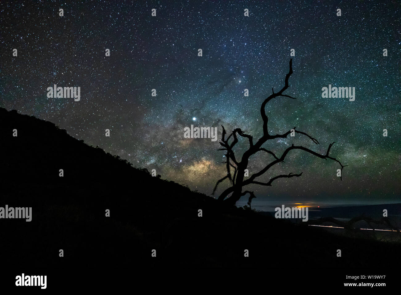 Milky Way rises over Maunakea volcano on the island of Hawaii, USA. A lone tree silhouette in the foreground with a slightly tighter viewpoint Stock Photo