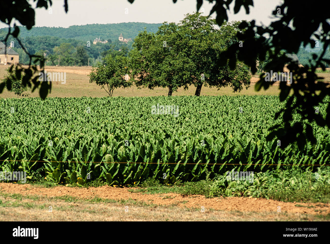Tobacco Growing in the Dordogne, France Stock Photo Alamy