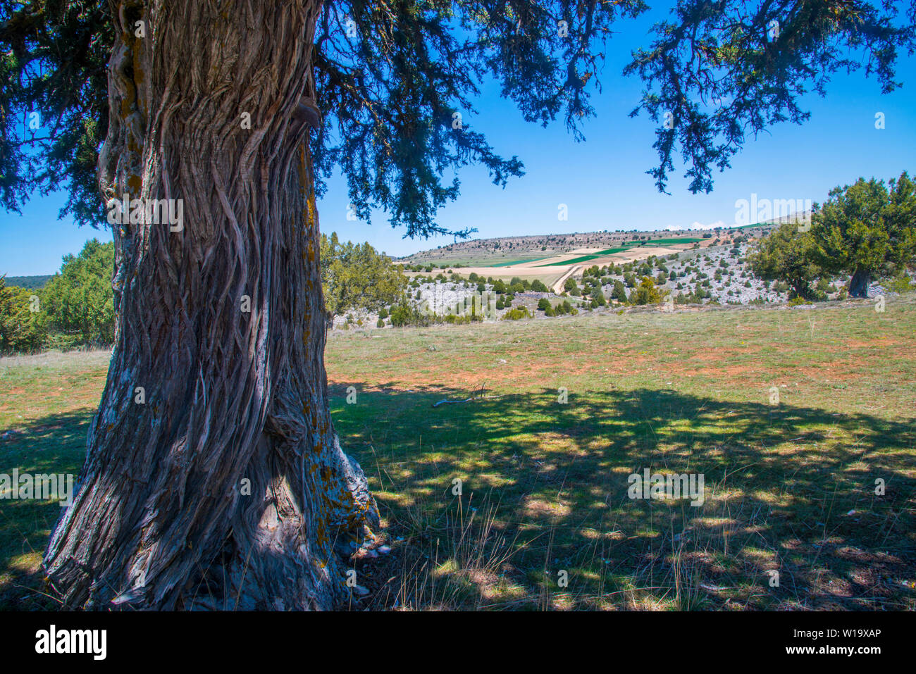 Old juniper tree and landscape. Enebral de Hornuez, Moral de Hornuez, Segovia province, Castilla Leon, Spain. Stock Photo