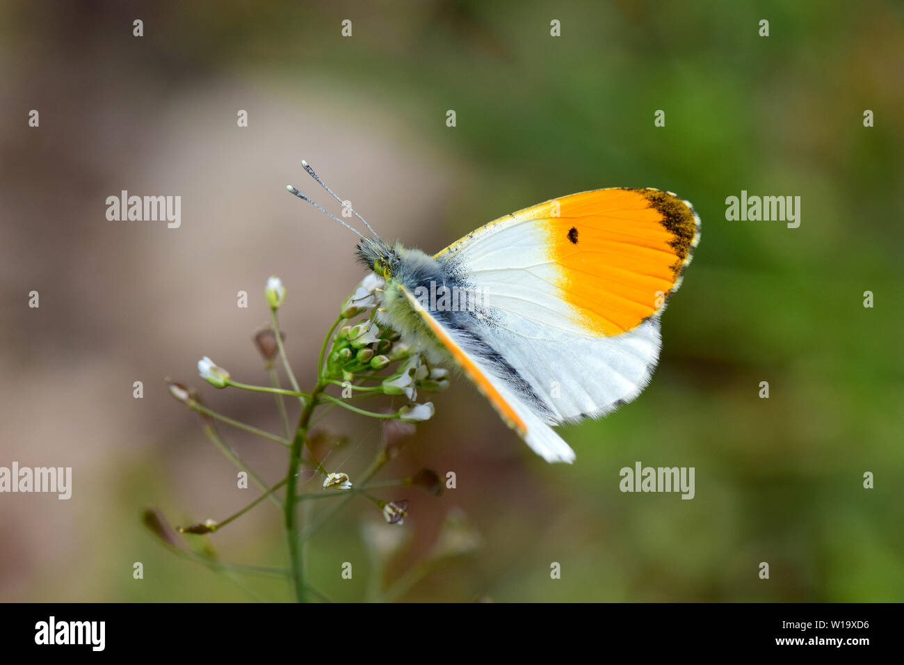 orange tip, Aurorafalter, Anthocharis cardamines, hajnalpírlepke Stock Photo