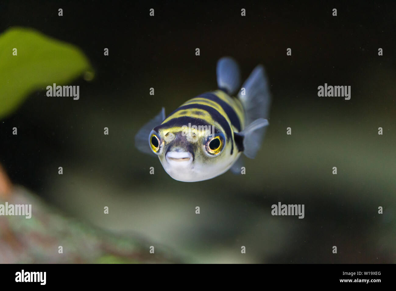 Colomesus Asellus (South American) puffer fish, otherwise known as the Amazon pufferfish Stock Photo