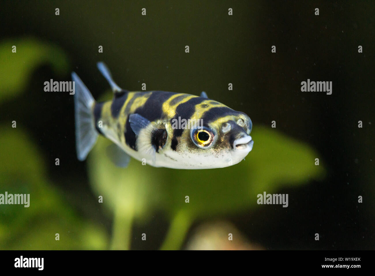 Colomesus Asellus (South American) puffer fish, otherwise known as the Amazon pufferfish Stock Photo