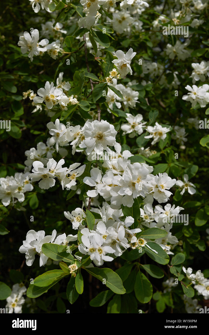 Exochorda racemosa in bloom Stock Photo