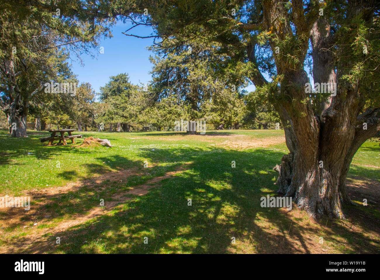 Old juniper tree and landscape. Enebral de Hornuez, Moral de Hornuez, Segovia province, Castilla Leon, Spain. Stock Photo