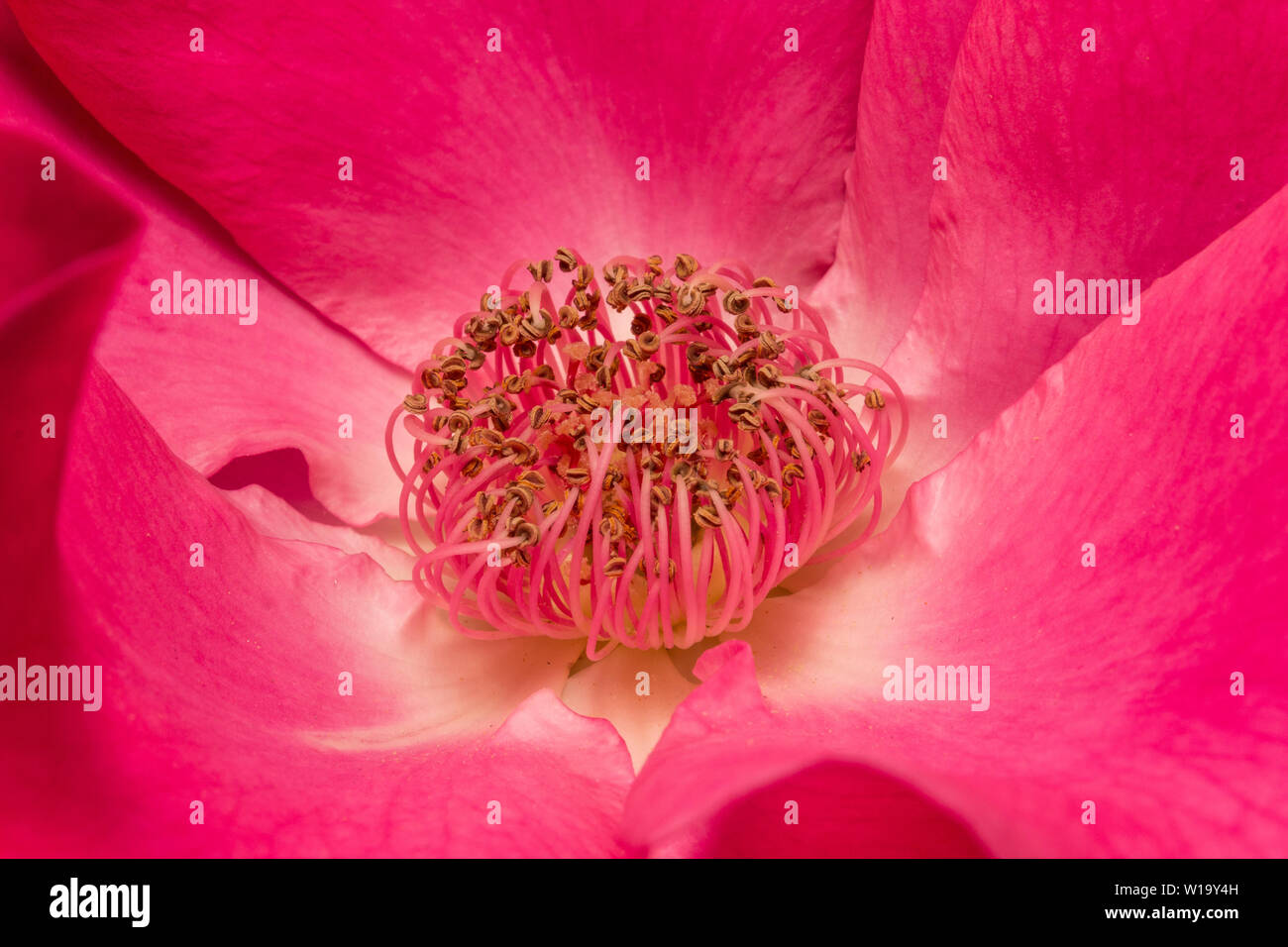 Pink rose flower Stock Photo