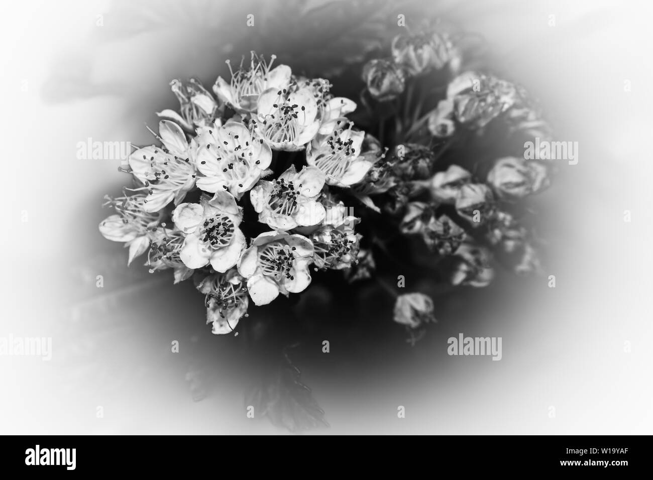 black and white flower macro over head fine art photo Stock Photo