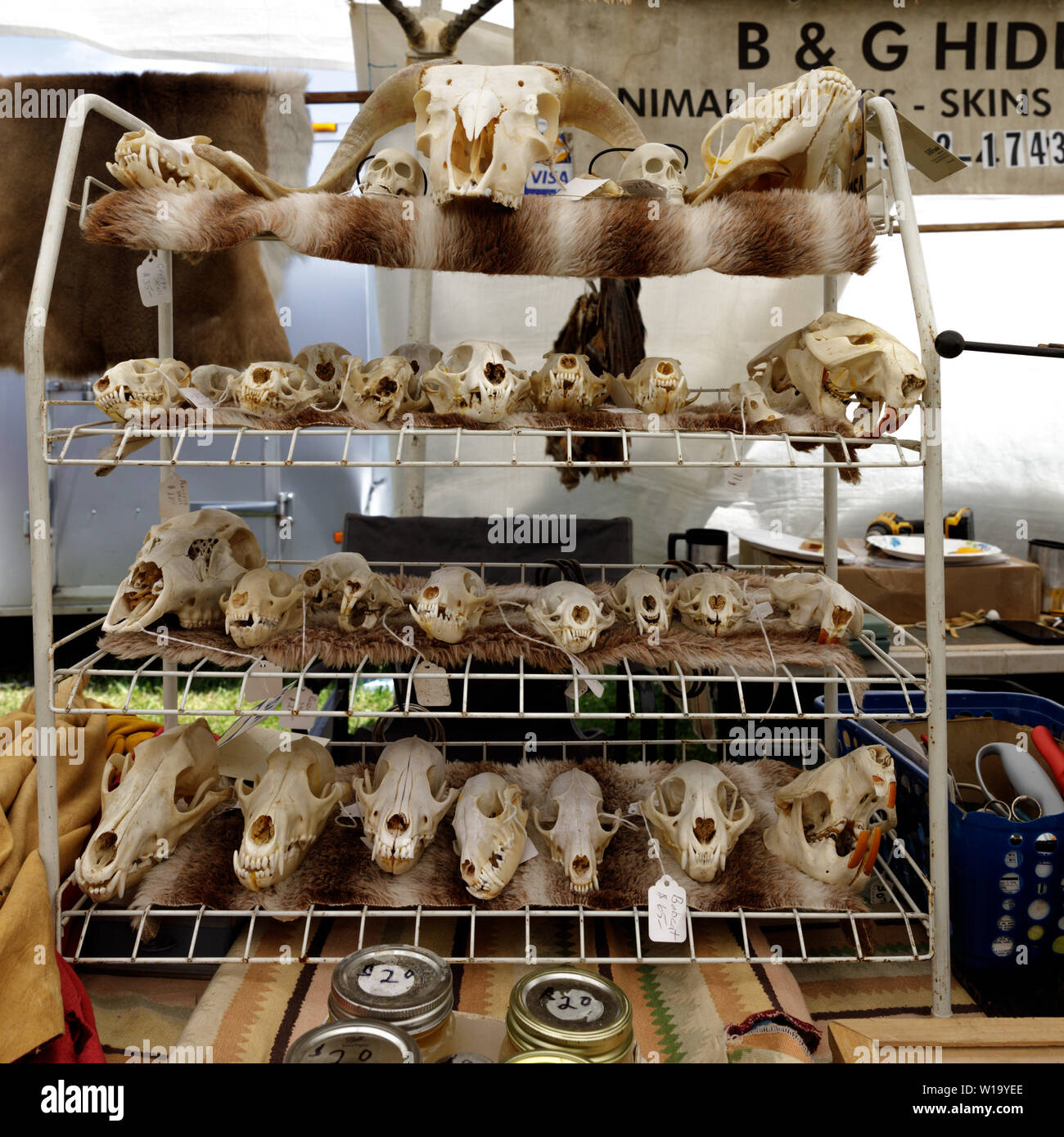Animal skulls on sale, Iroquois Festival, Fonda, New York State, USA Stock Photo
