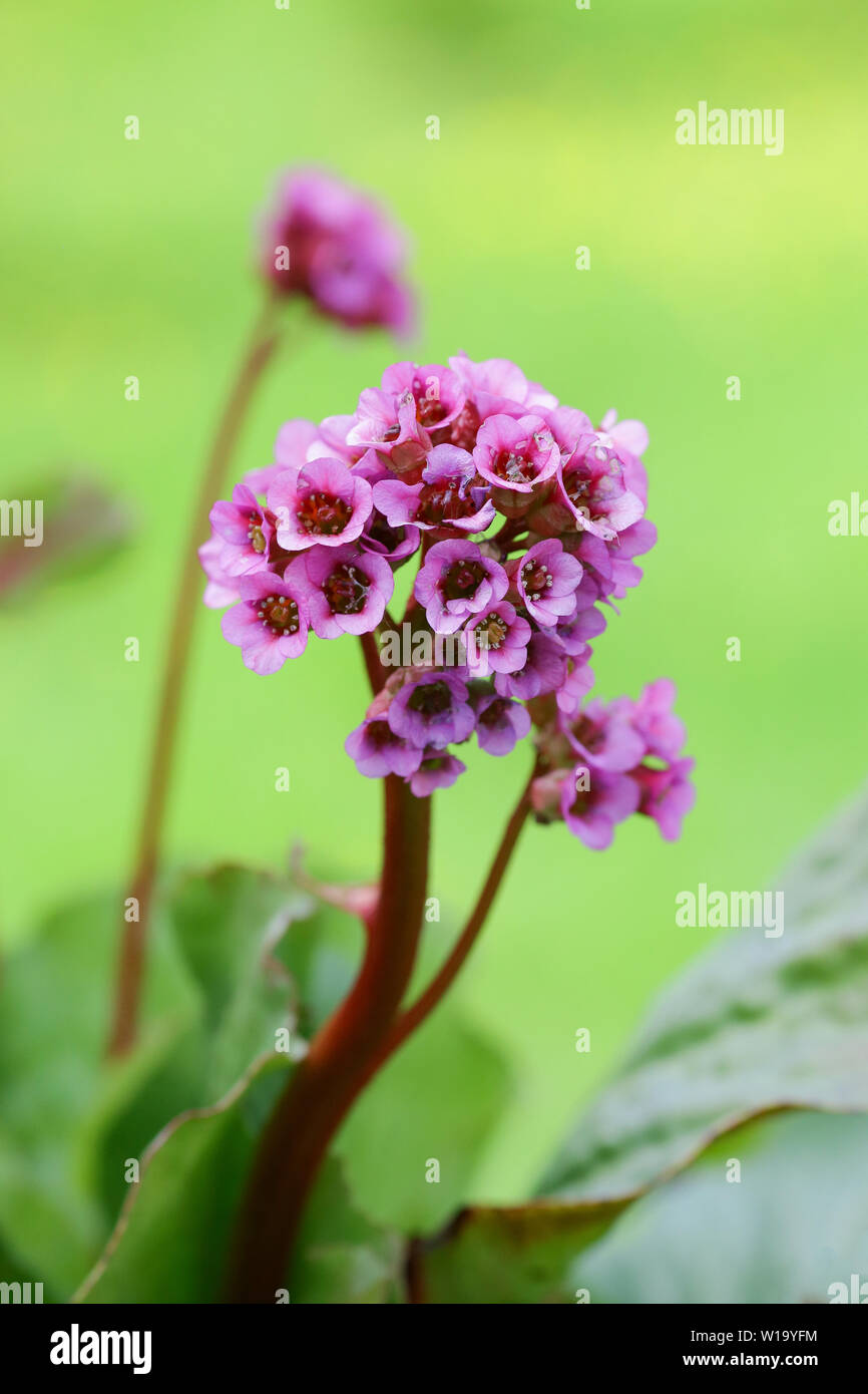 Medical plant Bergenia Cordifolia blooming in the garden Stock Photo