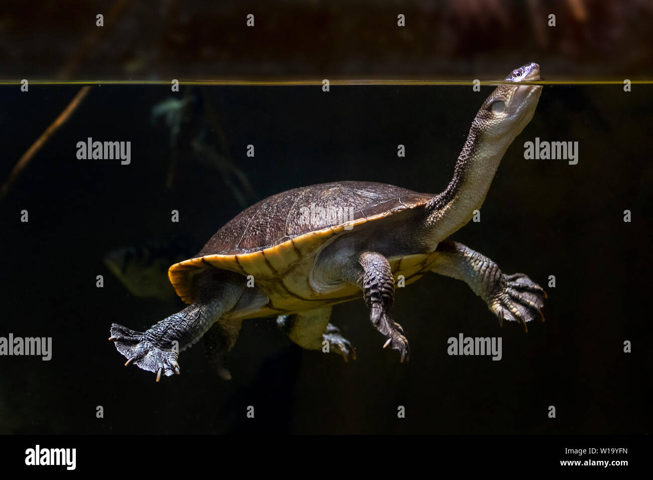 Roti Island snake-necked turtle / McCord's snakeneck turtle (Chelodina mccordi ) surfacing to breathe in pond, native to Rote Island in Indonesia Stock Photo