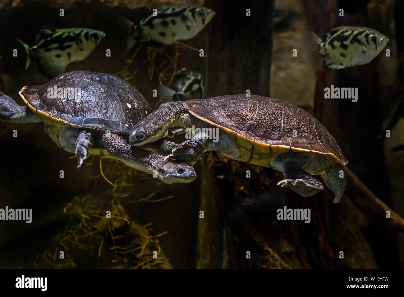 Couple of Roti Island snake-necked turtles / McCord's snakeneck turtle (Chelodina mccordi ) swimming underwater in pond, native to Indonesia Stock Photo