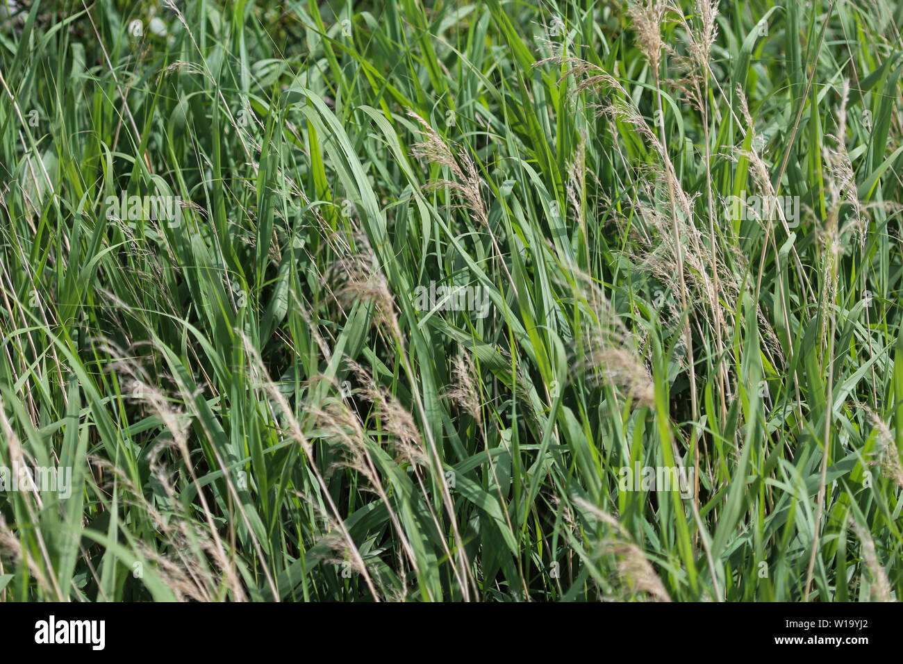 close up of common reed Stock Photo