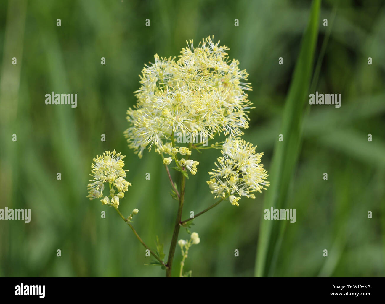 Close up of common meadow-rue blooming in the field Stock Photo