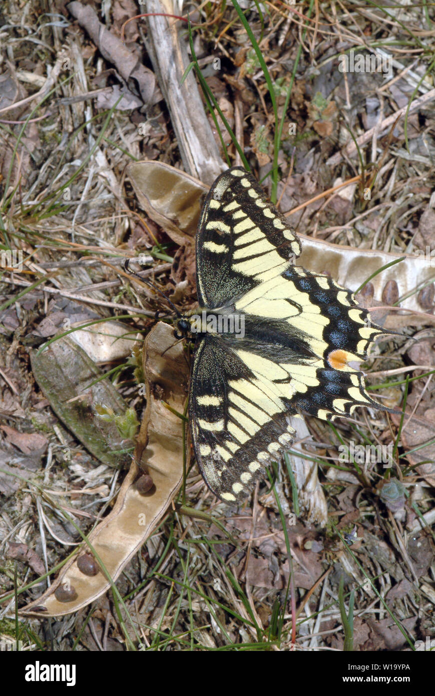 Old World swallowtail, common yellow swallowtail, Schwalbenschwanz, Papilio machaon Stock Photo