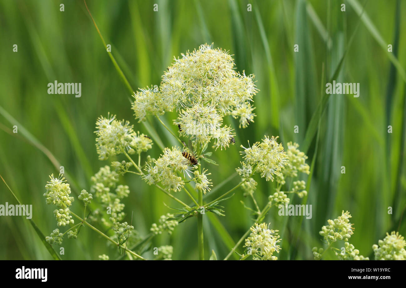 Close up of common meadow-rue blooming in the field Stock Photo