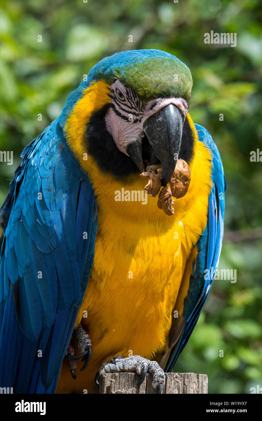 Blue-and-yellow macaw / blue-and-gold macaw (Ara ararauna) crushing walnut with powerful beak Stock Photo