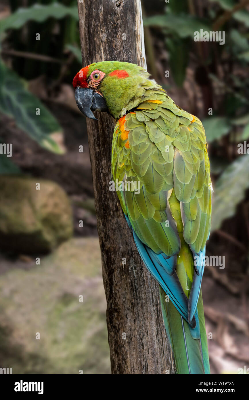 Red-fronted macaw (Ara rubrogenys) perched in tree, parrot endemic to Bolivia, South America Stock Photo