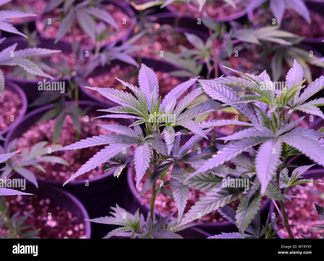Marijuana. Marijuana and Cannabis growing indoors. Marijuana Grow Tent with  lights. Medical and Recreational Cannabis plants.image Stock Photo - Alamy