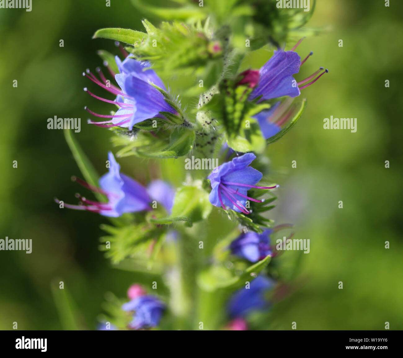 Close up of Echium vulgare flower blooming Stock Photo