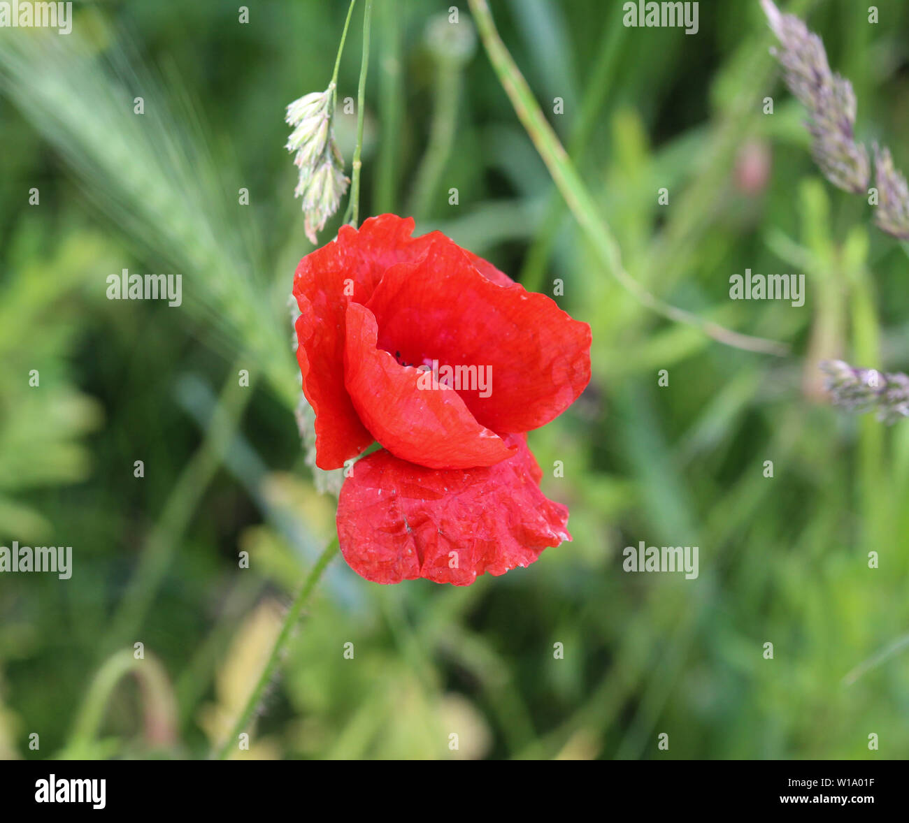 Long headed poppies seed hi-res stock photography and images - Alamy