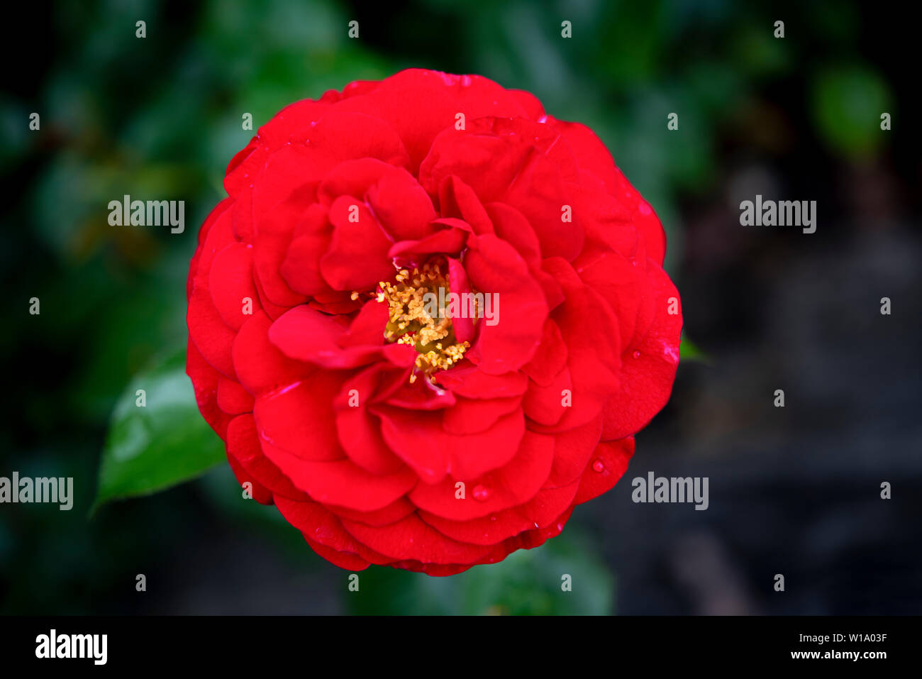 Macrophotography of the flower head of KORDES rose Bordeaux Stock Photo