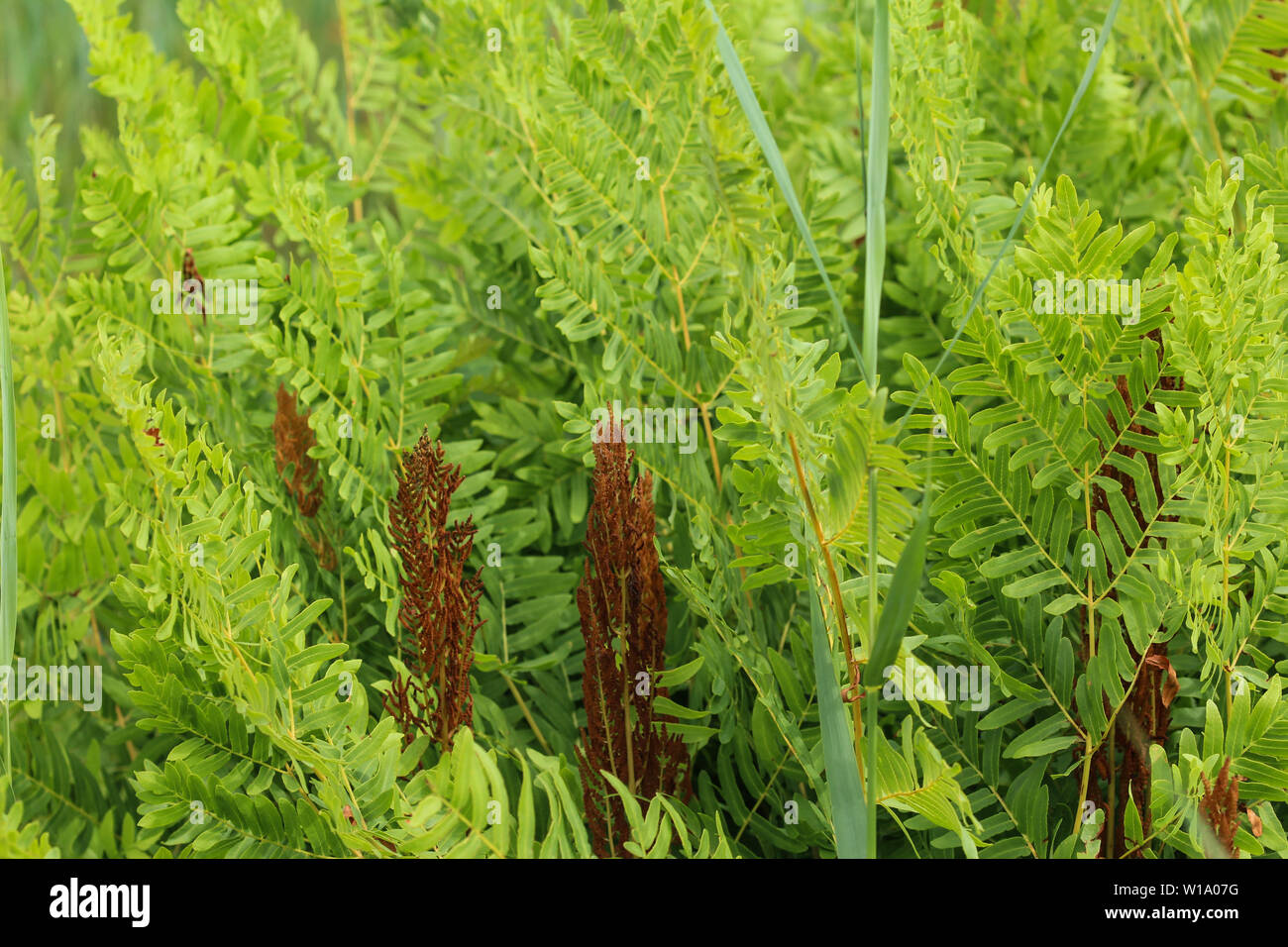 close up of Osmunda regalis, or royal fern, blooming in spring Stock Photo