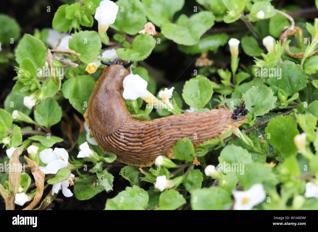 close up Spanish slug (Arion vulgaris) in the garden Stock Photo