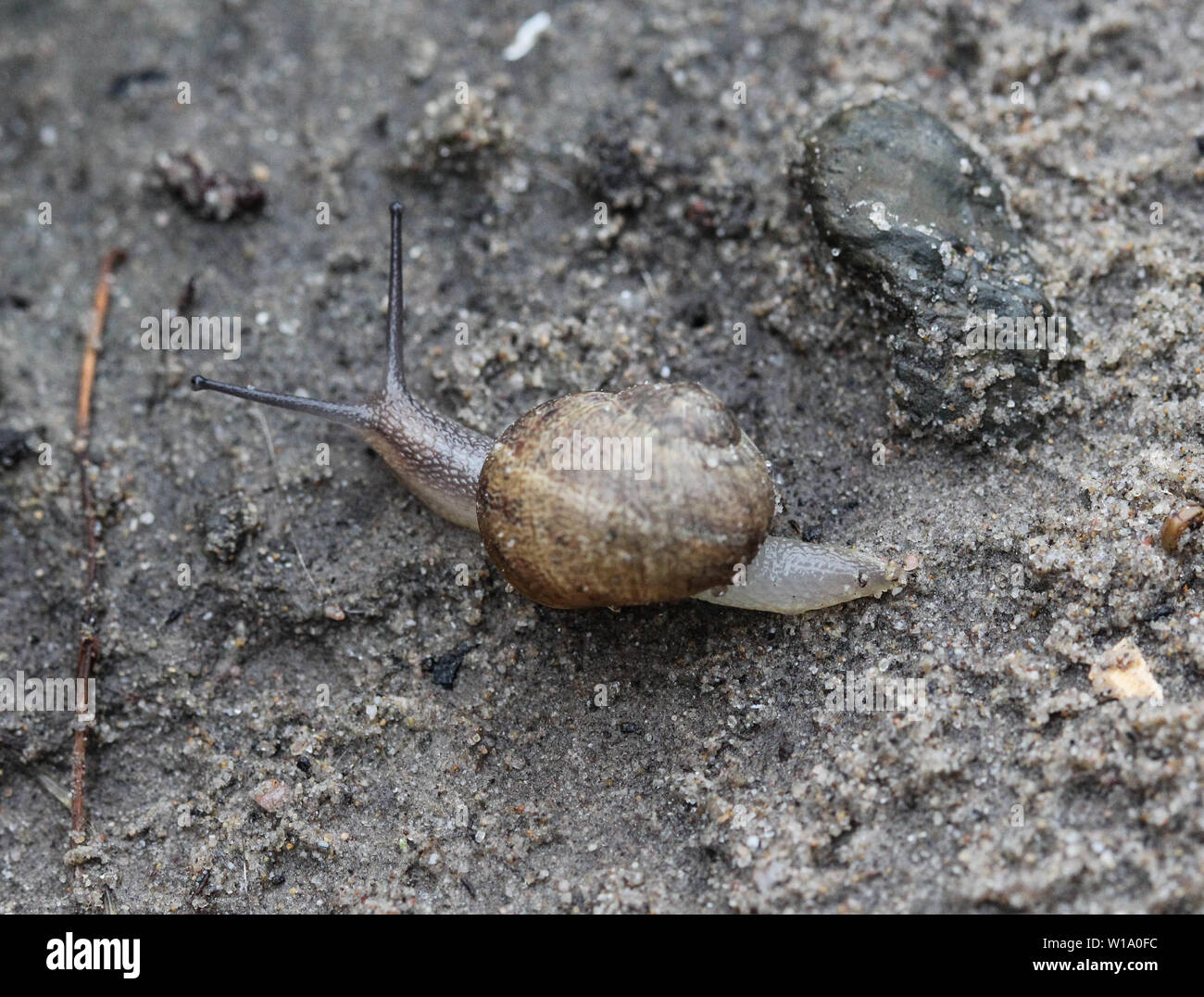 Banded wood snail cepaea nemoralis hi-res stock photography and images ...