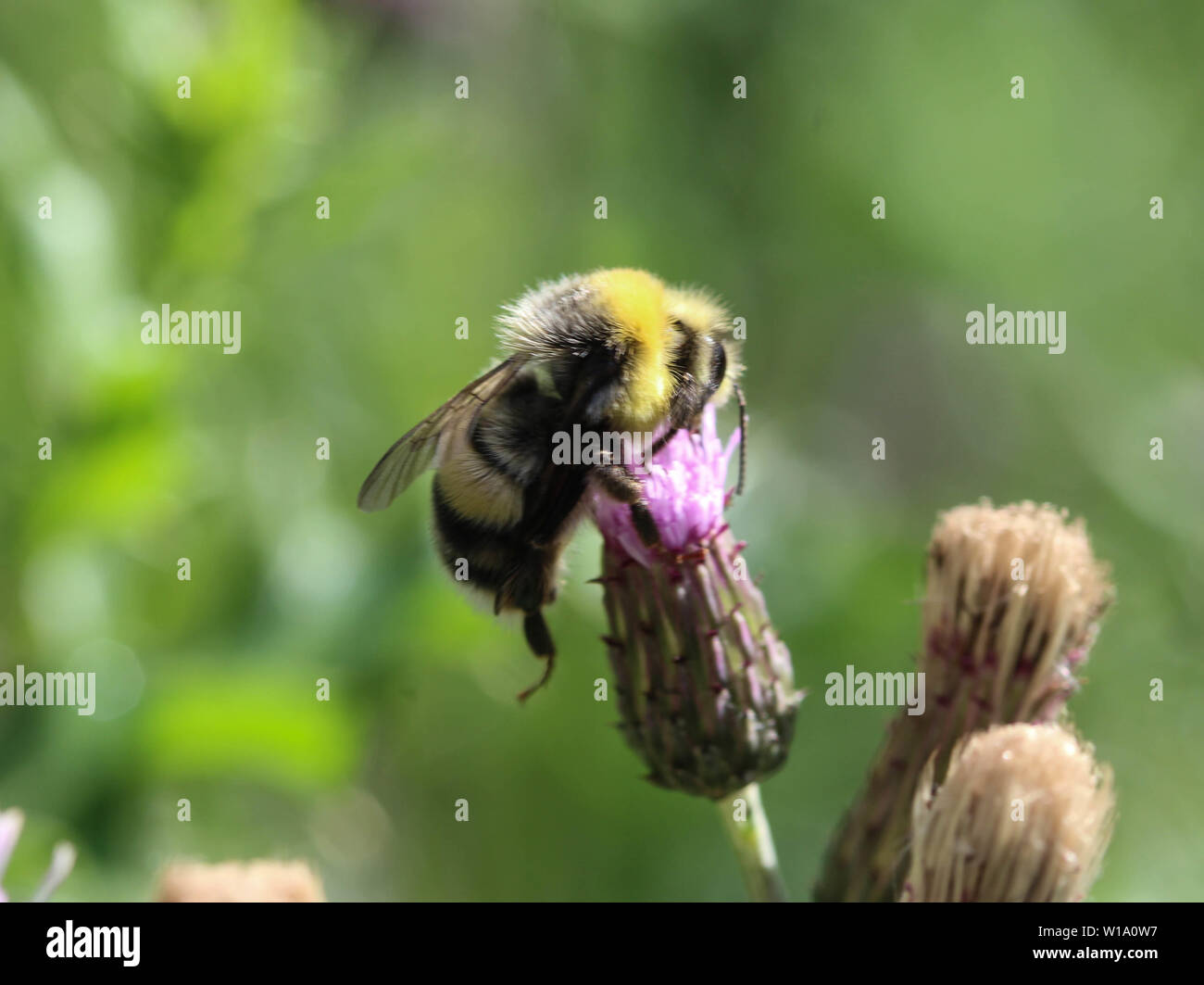 close up of the heath humble-bee or small heath bumblebee, Bombus jonellus Stock Photo