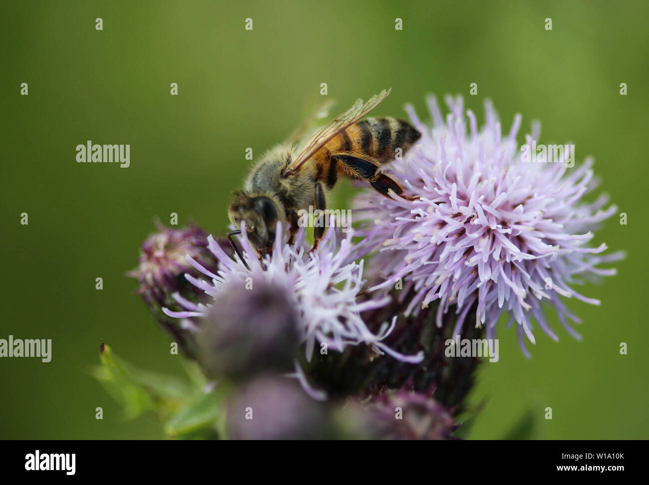 Western honey bee eye hi-res stock photography and images - Alamy