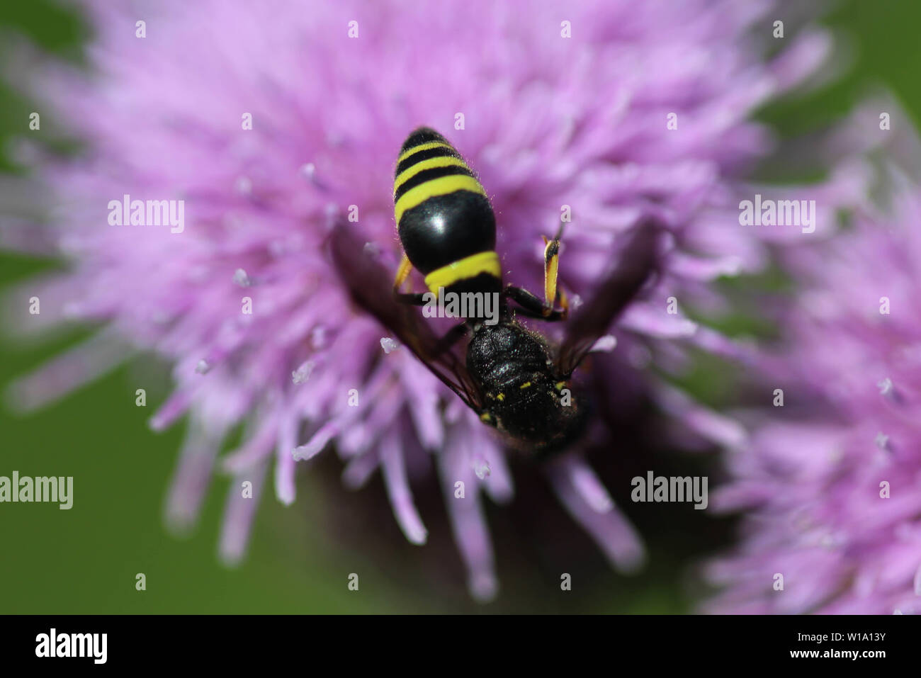 Dorofly Insect close up of Doros profuges, a Palearctic species of hoverfly Stock ...