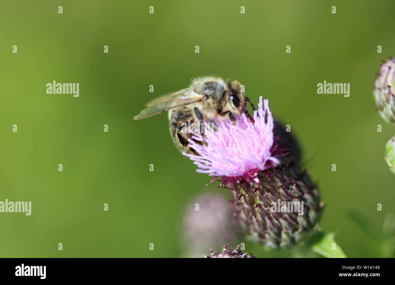 Closeup of honey bee hi-res stock photography and images - Alamy